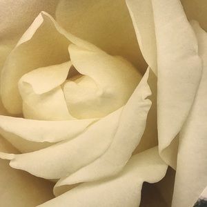 Meet your Posher, Madeline